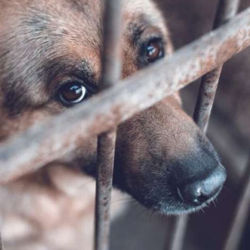 Cruelty on Animals Cruelty on Animals