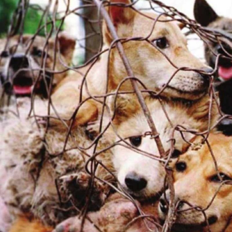Punishment for killing Animals Punishment for killing Animals